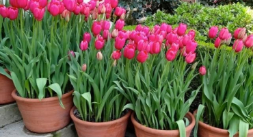 Kdy a jak zasadit tulipány v různých oblastech, termíny